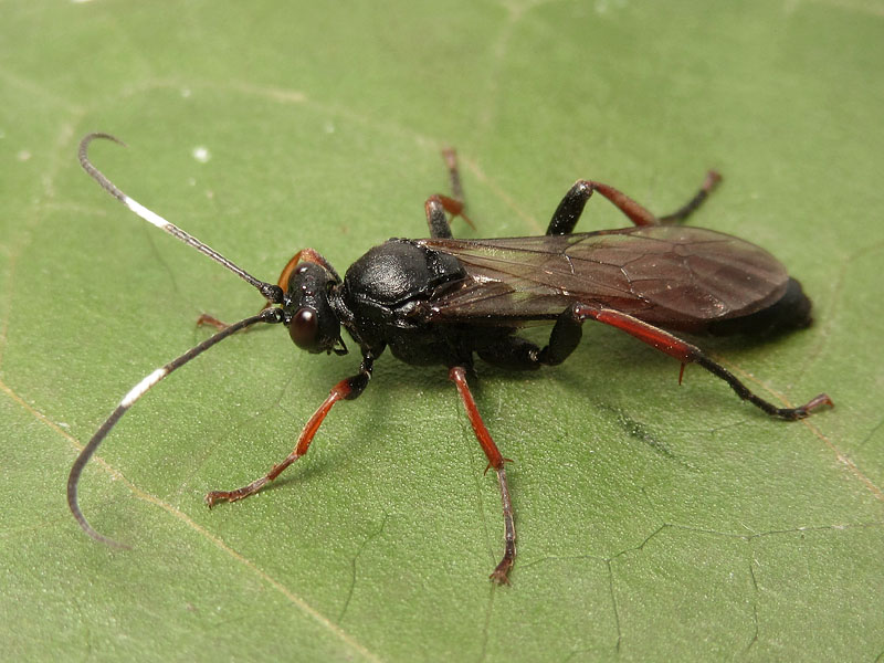 Ichneumonidae Ichneumoninae, femmine